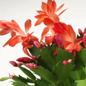 Christmas Cactus Plants - 4 Pack Winter Succulents - 3-5 Inch Tall - Indoor Outdoor