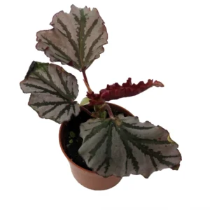 Krismet Begonia Plant 2.5