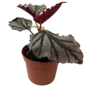 Krismet Begonia Plant 2.5