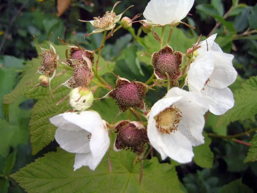 Thimbleberry flowers