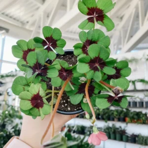 Iron Cross Shamrock Plant - 7 Inch Live Lucky Clover - Outdoor Garden