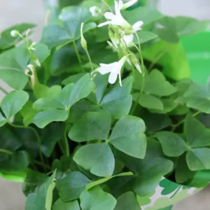 Green Shamrock Plant - 7 Inch Rooted Shamrock Live Plant - Outdoor Flowering Plant
