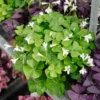 Green Shamrock Plant - 7 Inch Rooted Shamrock Live Plant - Outdoor Flowering Plant