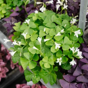 Green Shamrock Plant - 7 Inch Rooted Shamrock Live Plant - Outdoor Flowering Plant
