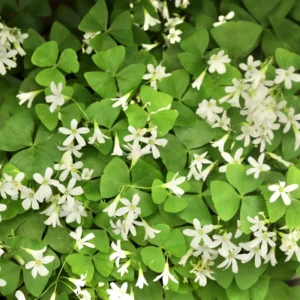 Green Shamrock Plant Live, 6-8 Inch, Well Rooted Starter Plant, Outdoor Gardens