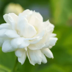 Arabian Jasmine Plant - Live 7 Inch Fragrant Shrub Starter Plant