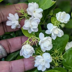 Arabian Jasmine Plant - Live 7 Inch Fragrant Shrub Starter Plant
