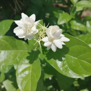 Arabian Jasmine Plant Live 10 Inch Fragrant Flower Vine Indoor Outdoor