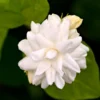 Arabian Jasmine Plant - Fragrant Vine, 12 Inch Well Rooted Live Plant