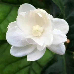 Arabian Jasmine Plant Live - 12-15 Inch Fragrant Vine Shrub - Outdoor Garden Ready