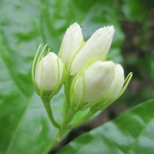 Arabian Jasmine Plant Live - 12-15 Inch Fragrant Vine Shrub - Outdoor Garden Ready