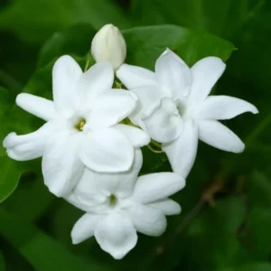 Sambac Jasmine Live Plant - 6 Inch Fragrant Flowering Shrub for Gardens