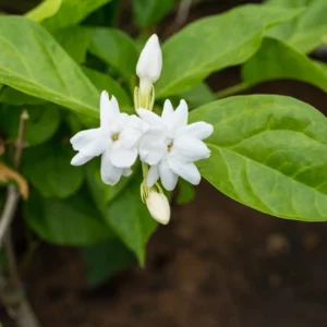 Sambac Jasmine Live Plant - 6 Inch Fragrant Flowering Shrub for Gardens