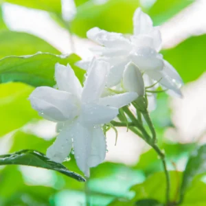 White Jasmine Plant - 12 Inch Fragrant Jasmine - Container & Garden Ready