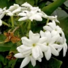 White Jasmine Plant - 12 Inch Fragrant Jasmine - Container & Garden Ready