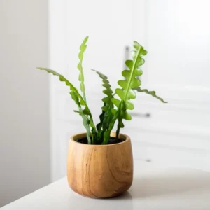 Fishbone Cactus Plant - 6-8 Inch Starter Succulent - Indoor/Outdoor