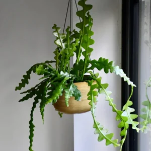 Fishbone Cactus Plant - 6-8 Inch Starter Succulent - Indoor/Outdoor