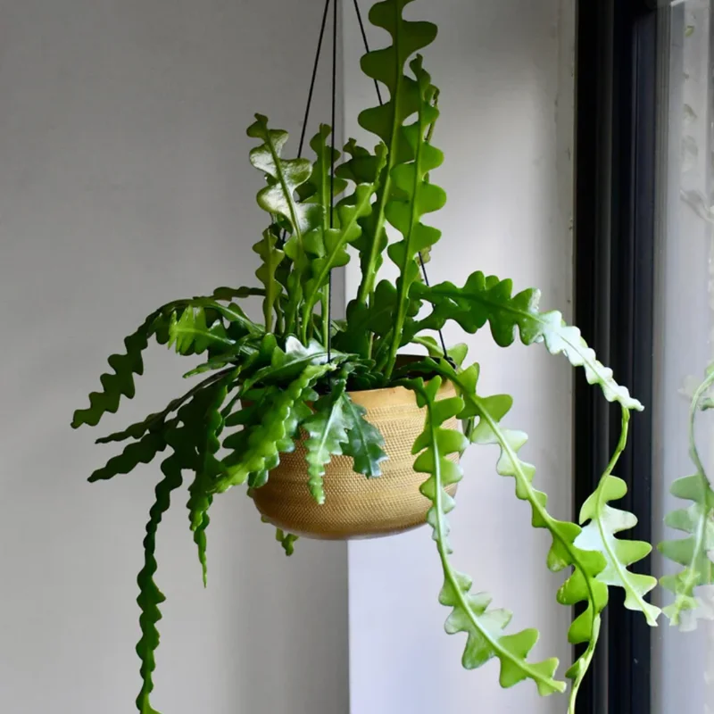 Fishbone Cactus Plant - 6-8 Inch Starter Succulent - Indoor/Outdoor