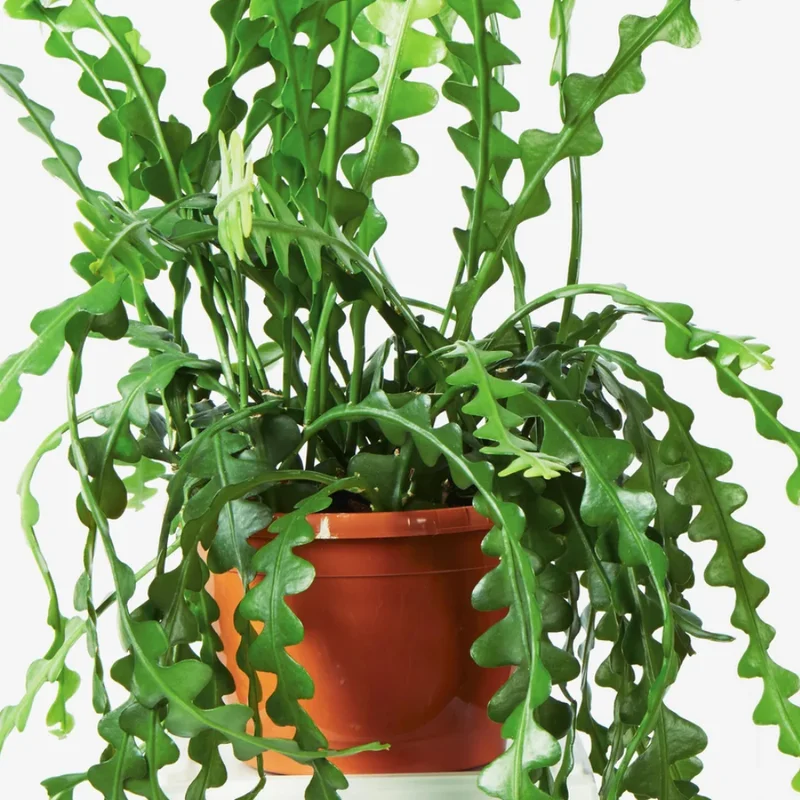 Fishbone Cactus Plant - 6-8 Inch Starter Succulent - Indoor/Outdoor
