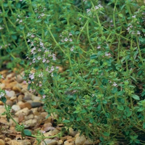 Thyme Herb Plant Live Culinary Starter Plant 5-7 Inch