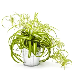 Variegated Spider Plant Live 7'' Tall Rare Indoor Houseplant Home Office