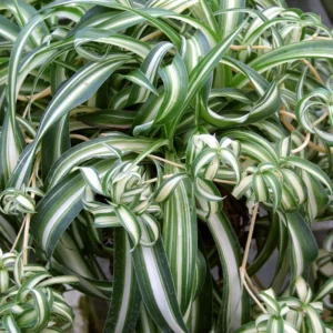 Spider Plant Live Plant 5-7 Inches Variegated Indoor Houseplant Easy Care