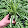 Variegated Spider Plant Live Houseplant 8-10 Inch Home Decor