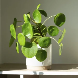 Pilea Peperomioides Money Plant - 5 Inch Live Houseplant for Home Decor