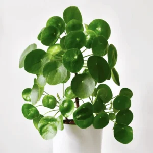 Money Plant Live Houseplant 5-7'' - Indoor Office Home Décor