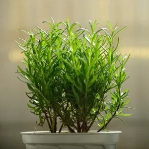 Rosemary Live Plant 8'' Tall - Culinary Herb, Ready to Plant