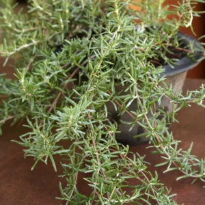 Rosemary Herb Plant 6-8 Inch Tall - Culinary & Garden Aromatic Herb
