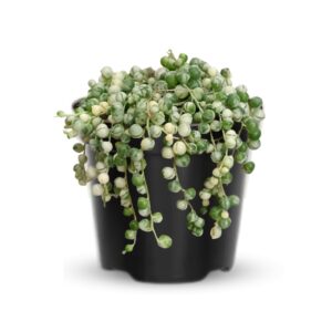 String of Pearls Plant - Trailing Succulent - 4 Inch Pot - Indoor Hanging Basket
