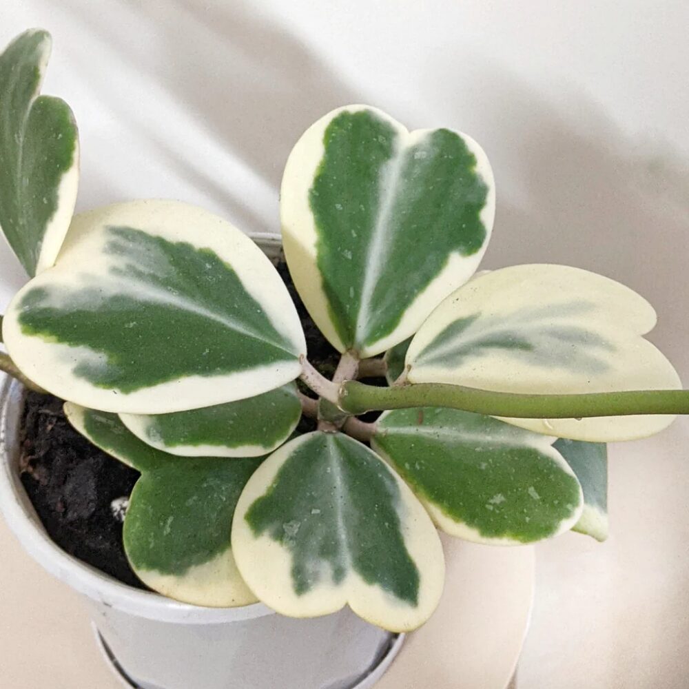 Variegated Heart Hoya Kerrii Plant - 4 Inch Live Indoor Outdoor Plant - Image 4
