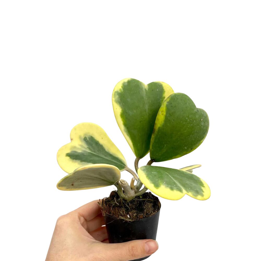 Variegated Heart Hoya Kerrii Plant - 4 Inch Live Indoor Outdoor Plant - Image 2