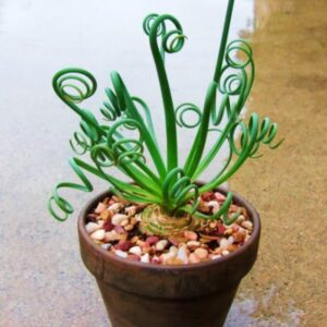 Albuca Spiralis Frizzle Sizzle Plant 3.5 Inch Pot - Curly Live Houseplant