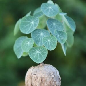 Alternative view of Stephania Cephalantha Plant Rare Caudex Succulent 3-3.5 Inches Indoor