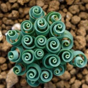 Alternative view of Albuca Spiralis Frizzle Sizzle Plant 3.5 Inch Pot - Curly Live Houseplant