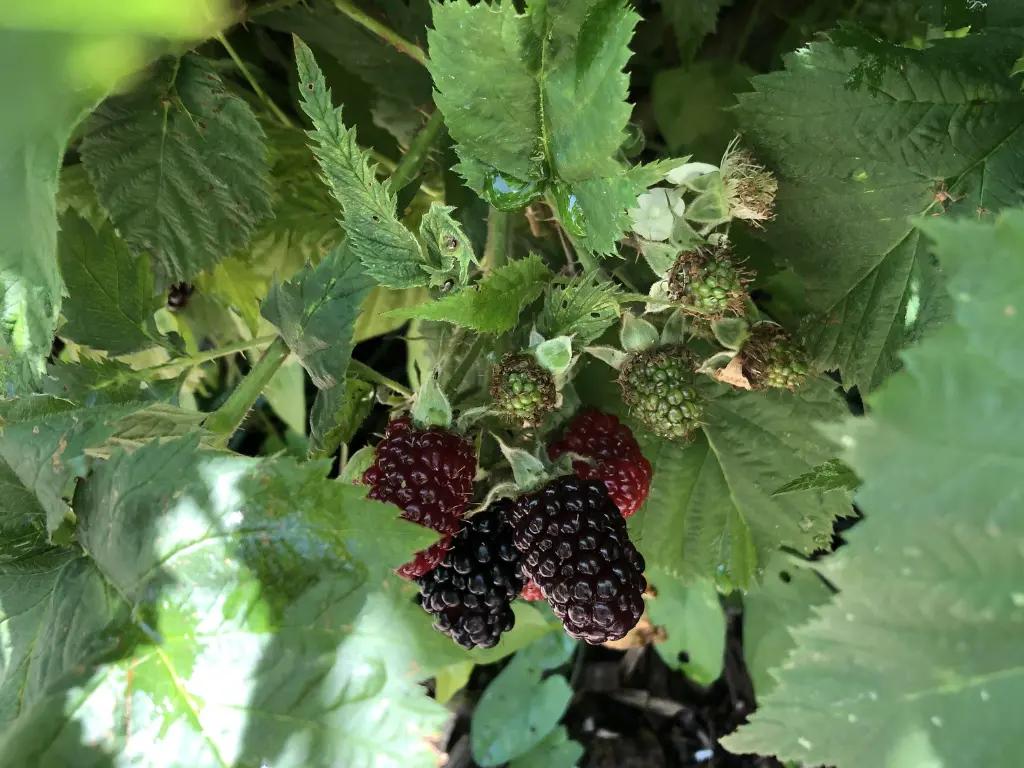 Pest and Disease Management of Thornless Blackberry