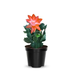 Holiday Cactus Live Plant Combo - Easter & Christmas Cactus, 4-8 Inch, Starter Plants