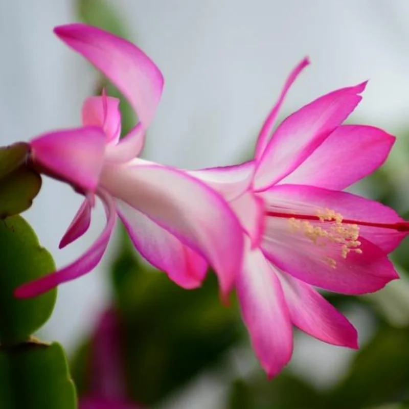 Holiday Cactus Live Plant Combo - Easter & Christmas Cactus, 4-8 Inch, Starter Plants