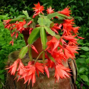 Holiday Cactus Live Plant Combo - Easter & Christmas Cactus, 4-8 Inch, Starter Plants