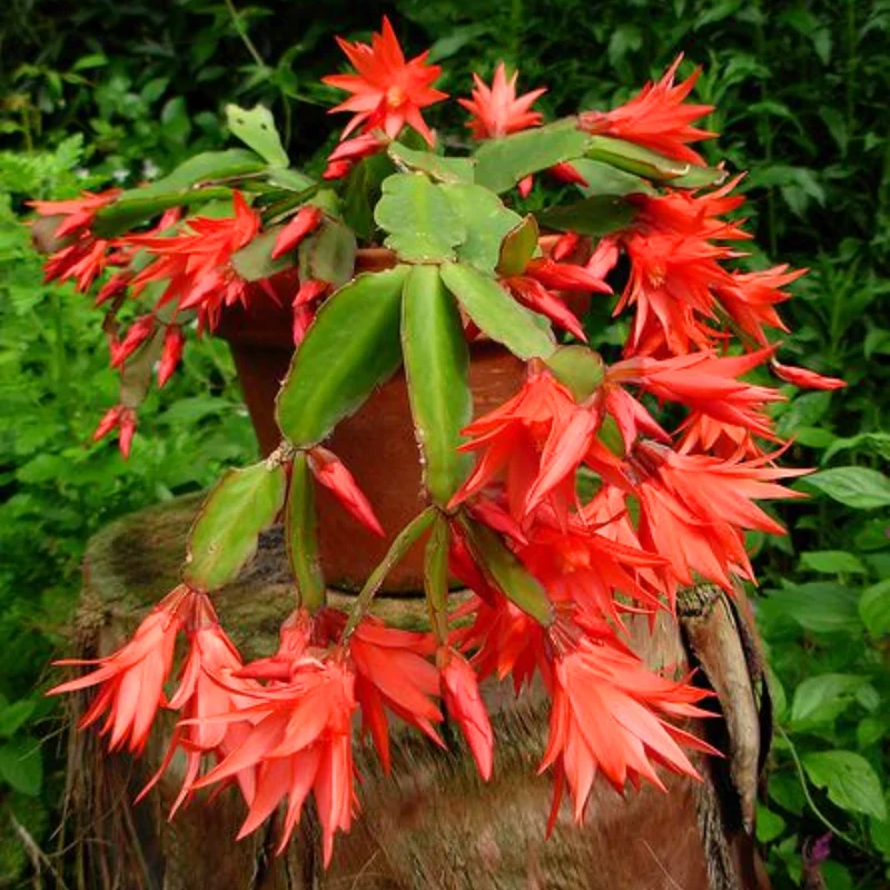 Holiday Cactus Live Plant Combo - Easter & Christmas Cactus, 4-8 Inch, Starter Plants