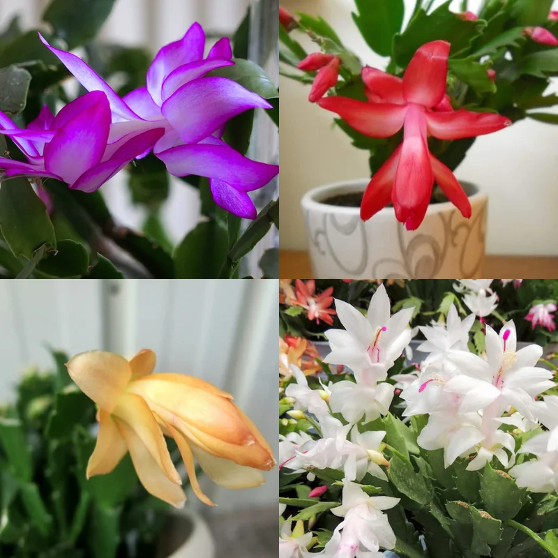 Holiday Cactus Live Plant Combo - Easter & Christmas Cactus, 4-8 Inch, Starter Plants