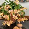 Holiday Cactus Live Plant Combo - Easter & Christmas Cactus, 4-8 Inch, Starter Plants