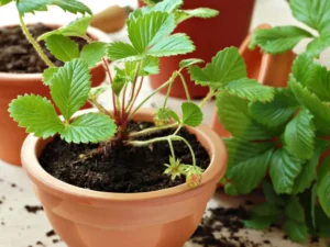 Strawberry plants in Containers