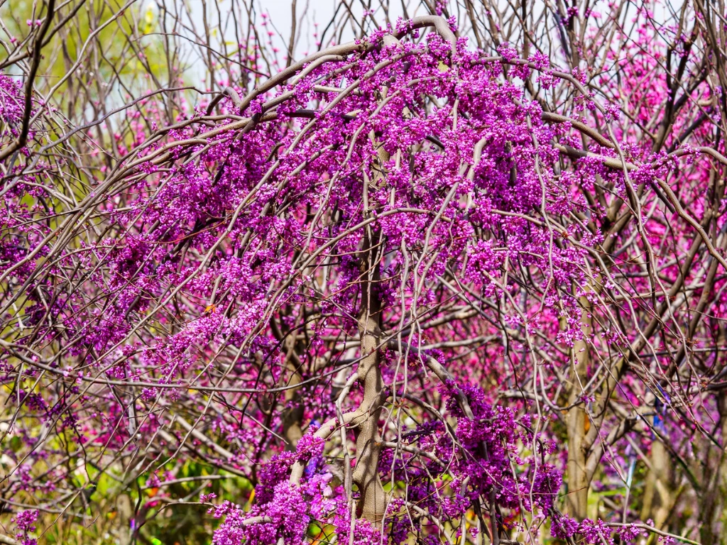 Ruby Falls Weeping Redbud flowers