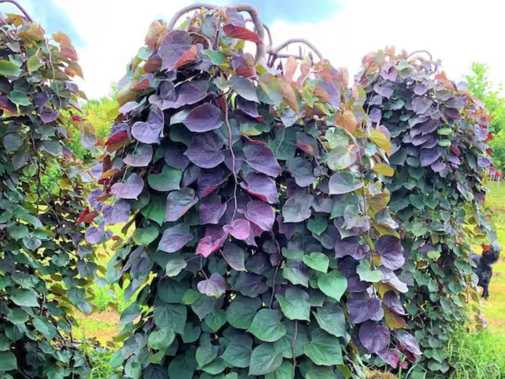 Ruby Falls Weeping Redbud Tree in summer with dense heart-shaped green and purple leaves cascading downward.