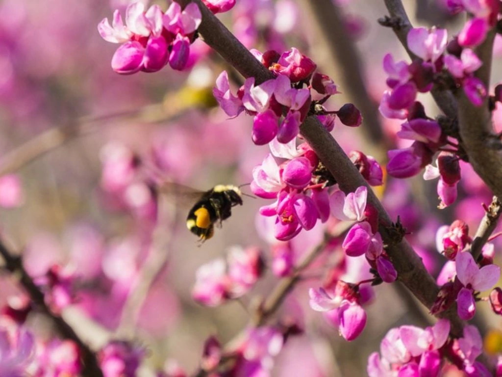 Ruby Falls Weeping Redbud flowers and bee