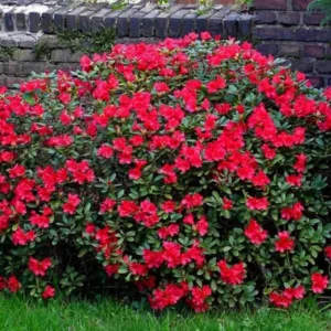 Red Rhododendron Plant - 1 Year Old Live Shrub
