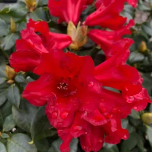 Red Rhododendron Plant - 1 Year Old Live Shrub